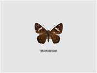 藏品(尖翅星弄蝶)的圖片